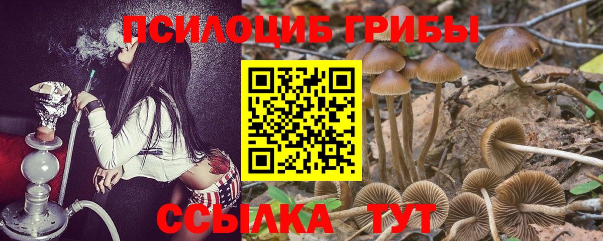 Псилоцибиновые грибы Psilocybine cubensis Гатчина